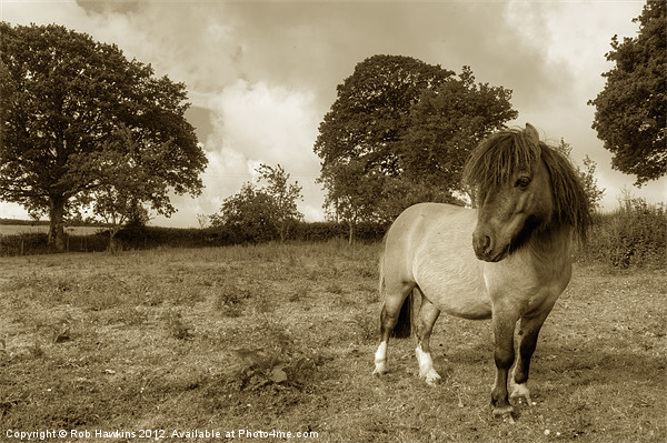 Shetland Pony Picture Board by Rob Hawkins