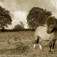 Buy canvas prints of Shetland Pony by Rob Hawkins