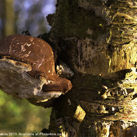 Buy canvas prints of Tree Fungus by Rob Hawkins