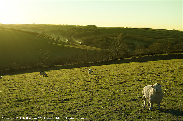 Sheep on Exmoor Picture Board by Rob Hawkins
