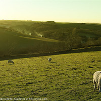 Buy canvas prints of Sheep on Exmoor by Rob Hawkins