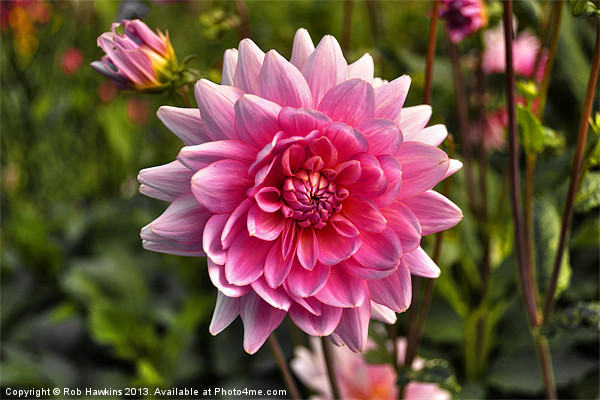 Pink Dahlia Picture Board by Rob Hawkins