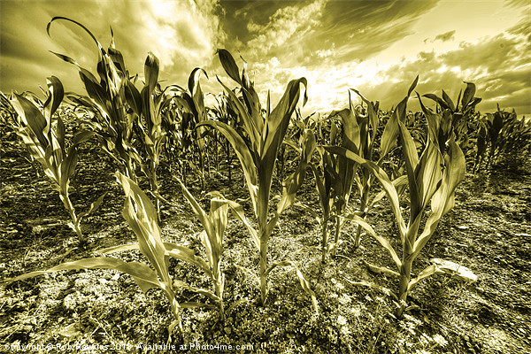 Golden Field of Corn Picture Board by Rob Hawkins