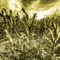 Buy canvas prints of Golden Field of Corn by Rob Hawkins