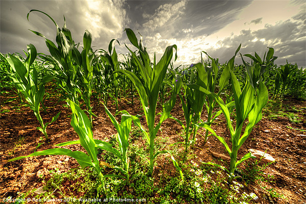 Field of Corn Picture Board by Rob Hawkins