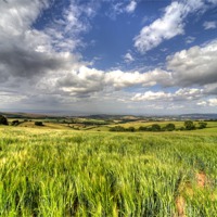 Buy canvas prints of Barley View by Rob Hawkins