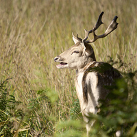 Buy canvas prints of Rutting by Rob Hawkins