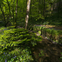 Buy canvas prints of Bluebell Wood by Rob Hawkins