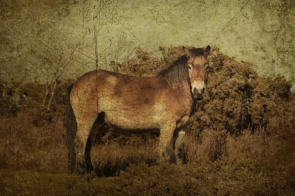 Exmoor Pony Picture Board by Rob Hawkins
