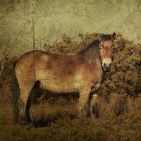 Buy canvas prints of Exmoor Pony by Rob Hawkins