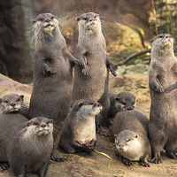 Buy canvas prints of Otters by Rob Hawkins