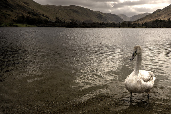 Swan Lake Picture Board by Rob Hawkins