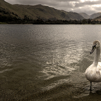 Buy canvas prints of Swan Lake by Rob Hawkins