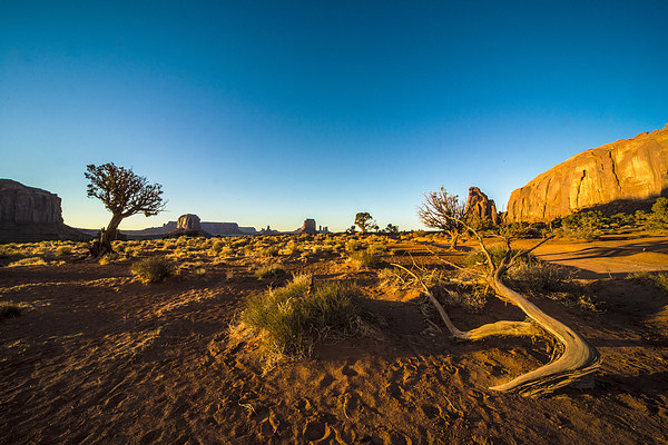 Monument Valley branch Picture Board by Rob Hawkins