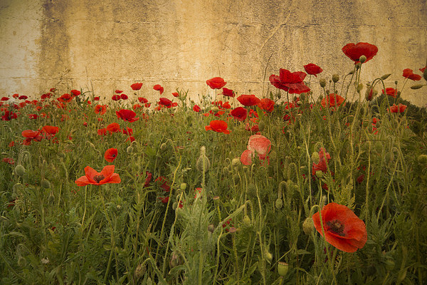 In Flanders Fields the poppies blow Picture Board by Rob Hawkins