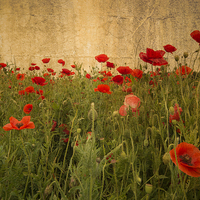 Buy canvas prints of In Flanders Fields the poppies blow by Rob Hawkins
