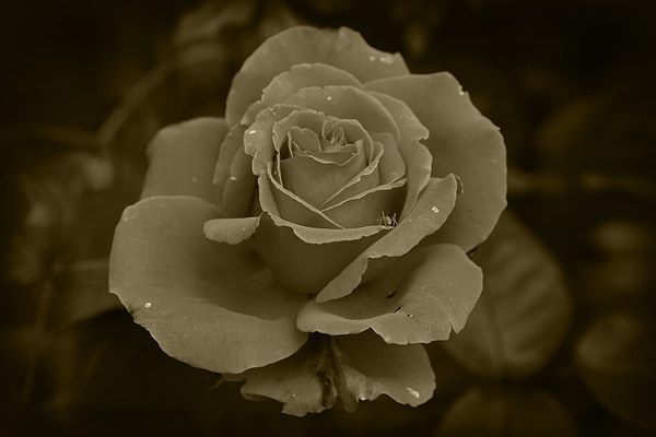 Sepia Rose Picture Board by Rob Hawkins