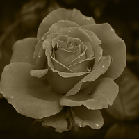 Buy canvas prints of Sepia Rose by Rob Hawkins