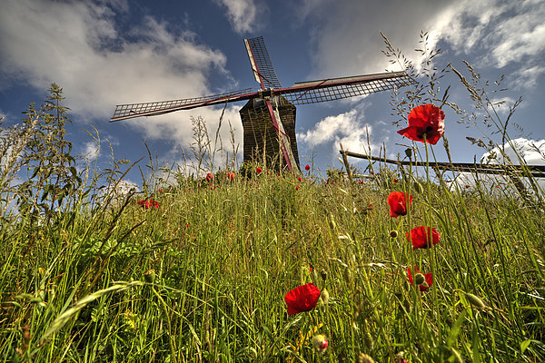 Windmill poppies Picture Board by Rob Hawkins
