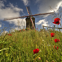 Buy canvas prints of Windmill poppies by Rob Hawkins