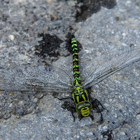 Buy canvas prints of  Dragonfly  by Rob Hawkins