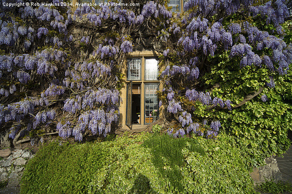  Window on Wisteria  Picture Board by Rob Hawkins