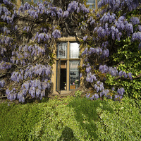 Buy canvas prints of  Window on Wisteria  by Rob Hawkins