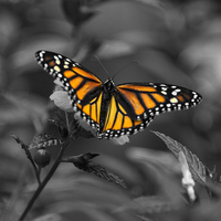 Buy canvas prints of  Butterfly  by Rob Hawkins