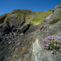 Buy canvas prints of  Cornish Thrift by Rob Hawkins