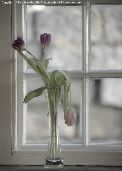  Droopy Tulip  Picture Board by Rob Hawkins