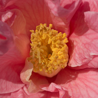 Buy canvas prints of  Pink Flower  by Rob Hawkins