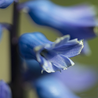 Buy canvas prints of  Bluebell Macro  by Rob Hawkins