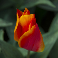 Buy canvas prints of  Red tulip  by Rob Hawkins