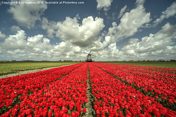  Tulip Windmill  Picture Board by Rob Hawkins