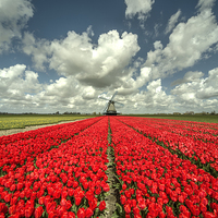 Buy canvas prints of  Tulip Windmill  by Rob Hawkins