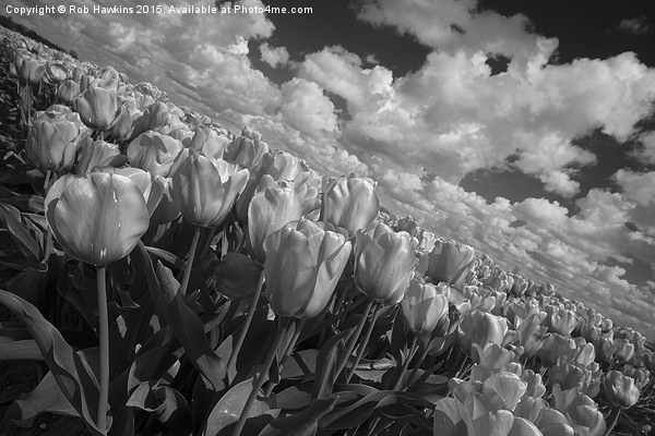  Mono Tulips  Picture Board by Rob Hawkins
