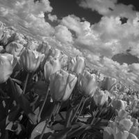 Buy canvas prints of  Mono Tulips  by Rob Hawkins