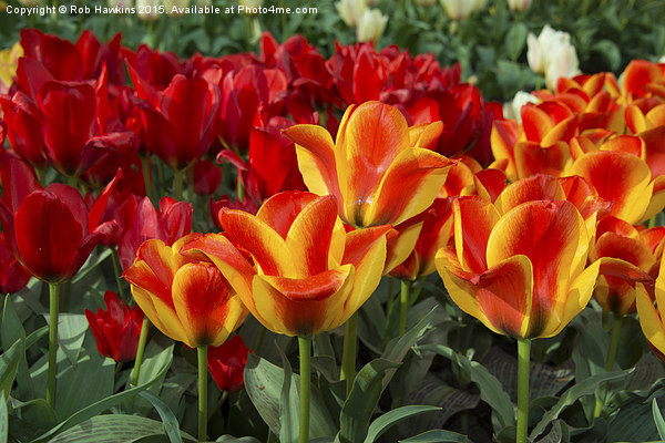  Red yellow Tulips  Picture Board by Rob Hawkins