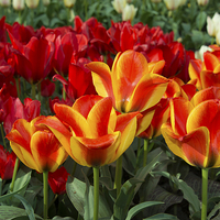 Buy canvas prints of  Red yellow Tulips  by Rob Hawkins
