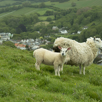 Buy canvas prints of  Coombe Martin Sheep  by Rob Hawkins