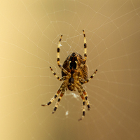 Buy canvas prints of  Spiderism  by Rob Hawkins