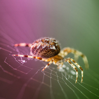 Buy canvas prints of  Spidery  by Rob Hawkins