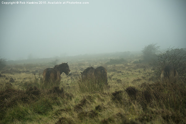  Ponies in the mist  Picture Board by Rob Hawkins