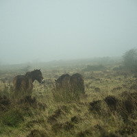 Buy canvas prints of  Ponies in the mist  by Rob Hawkins