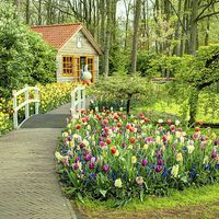 Buy canvas prints of  Tulip Cottage  by Rob Hawkins
