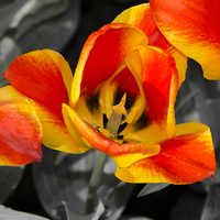 Buy canvas prints of  Tulip Macro  by Rob Hawkins