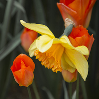 Buy canvas prints of  Narcissus Tulip  by Rob Hawkins