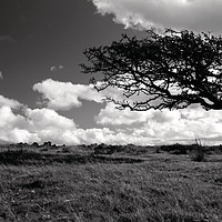 Buy canvas prints of Lonesome tree  by Rob Hawkins