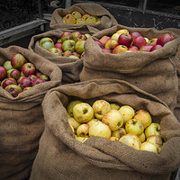 Buy canvas prints of Cider Apples  by Rob Hawkins