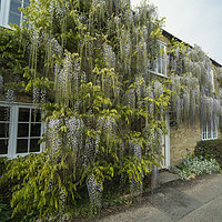 Buy canvas prints of Wisteria Cottage  by Rob Hawkins